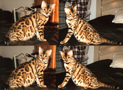 Bengal Kittens