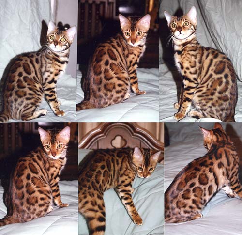 Bengal Kittens
