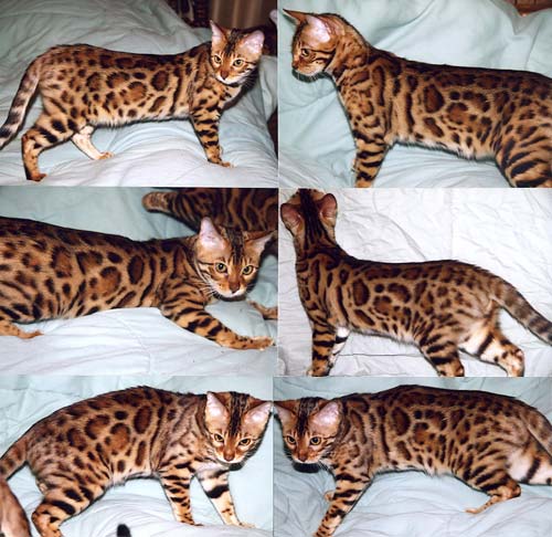Bengal Kittens