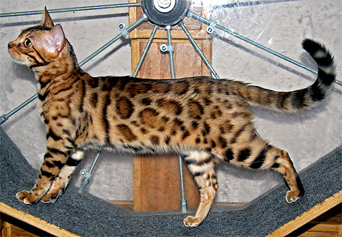 Bengal Kittens For Sale Bengal Kitten Sale