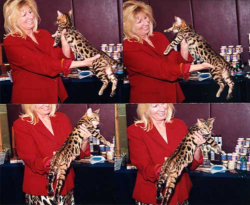Bengal Kittens
