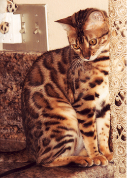 Bengal Cat Bengal Cat