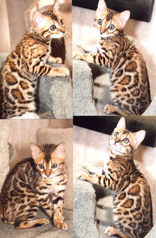 Bengal Cat Bengal Cat