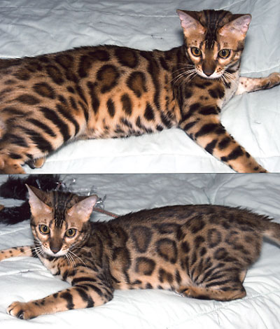 Bengal Cat Bengal Cat