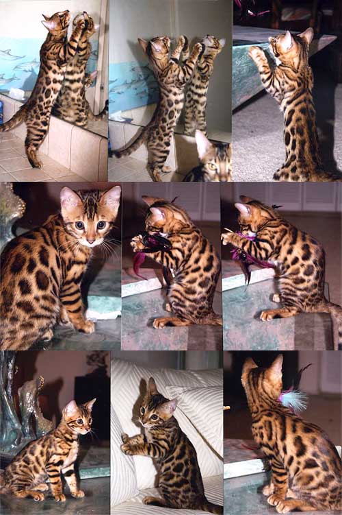 Bengal Kittens
