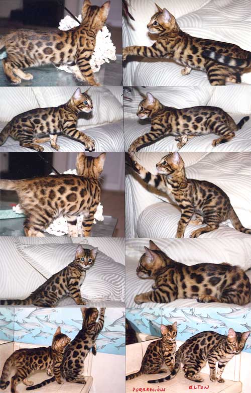 Bengal Kittens