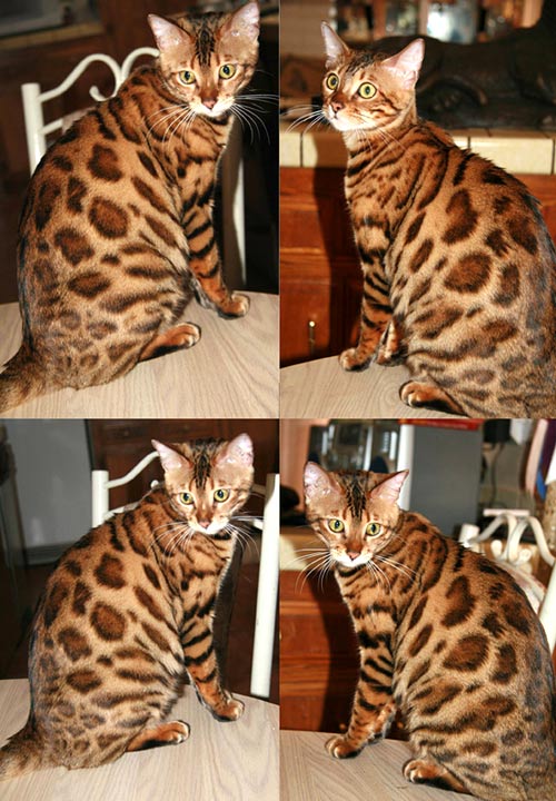 Bengal Kittens