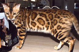 Bengal Cat