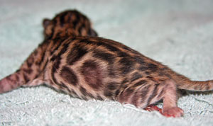 Bengal Cat Bengal Cat