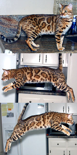 Bengal Cat