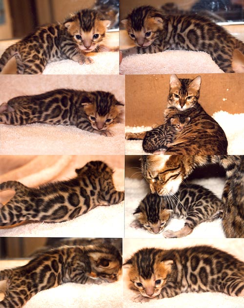 Bengal Cat Bengal Cat