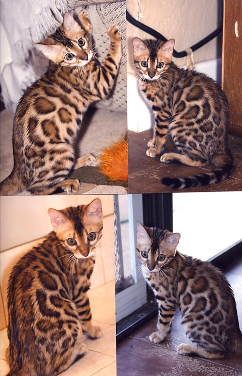 Bengal Cat Bengal Cat