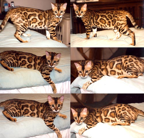 Bengal Cat Bengal Cat