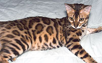 Bengal Cat