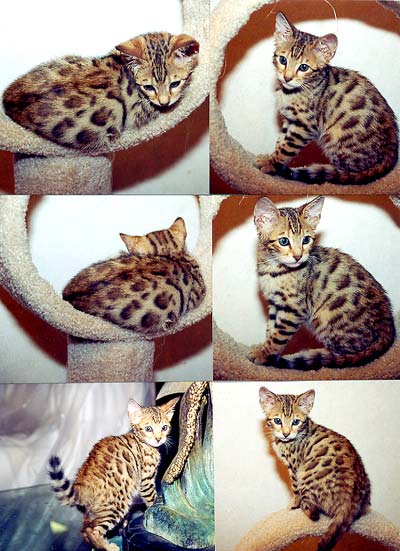 Bengal Kittens