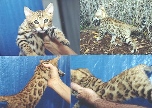 Bengal Kittens