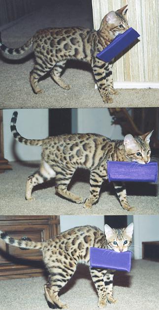 Bengal Kittens