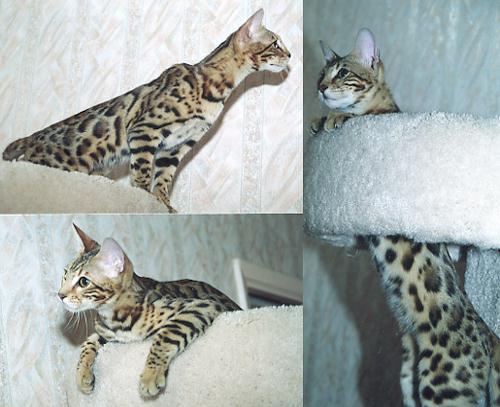 Bengal Kittens