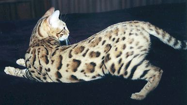 Bengal Kittens