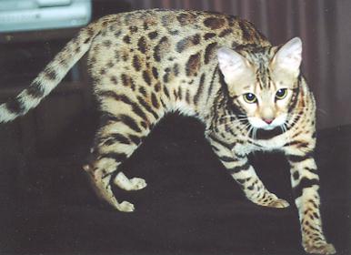 Bengal Kittens