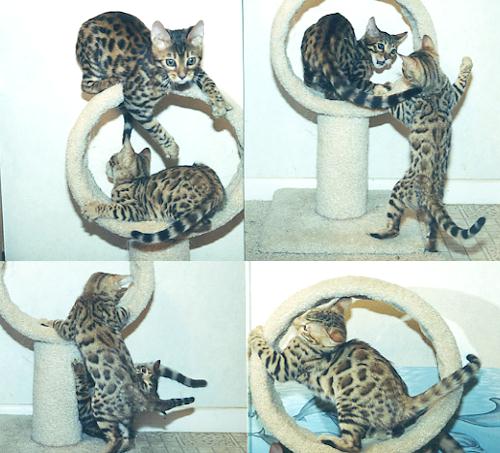 Bengal Kittens