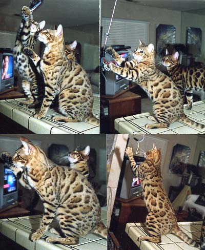 Bengal Kittens