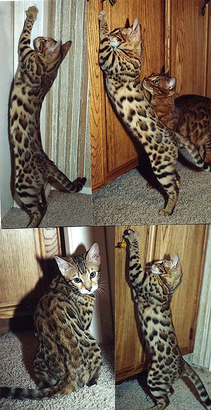 Bengal Kittens