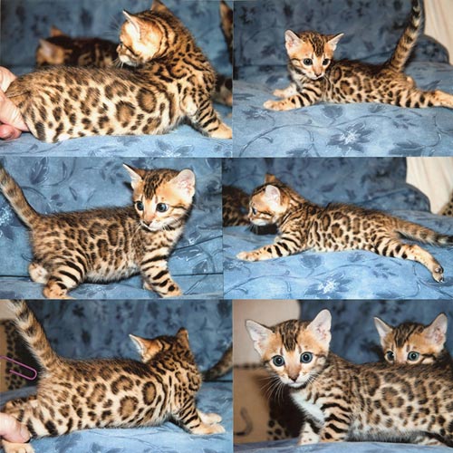 Bengal Kittens