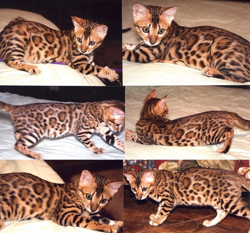 Bengal Kittens