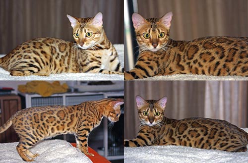 Bengal Kittens