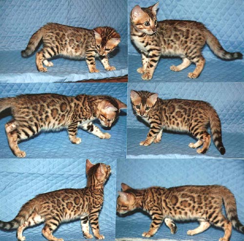 Bengal Kittens