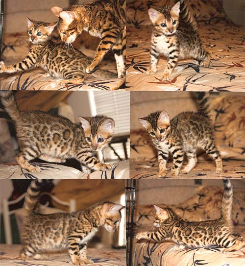 Bengal Kittens