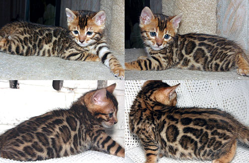 Bengal Kittens