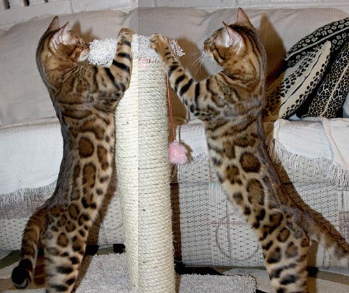 Bengal Kittens