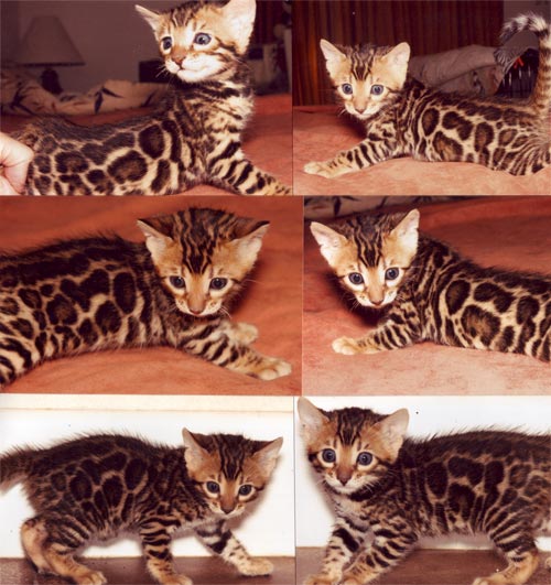 Bengal Kittens