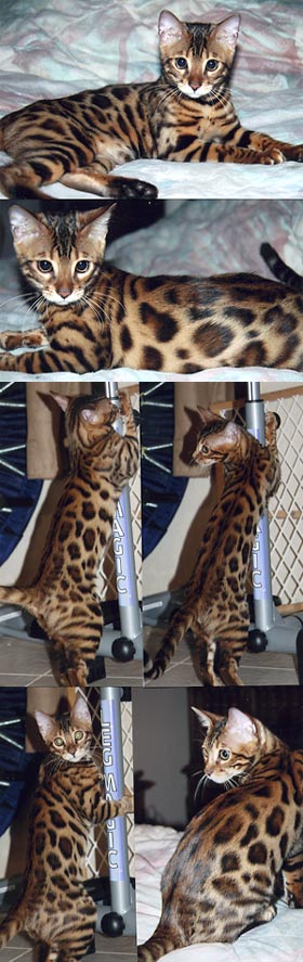 Bengal Kittens