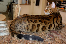 Bengal Cat