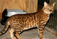Bengal Kittens