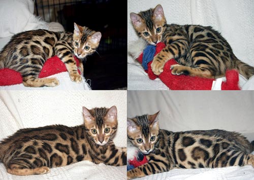 Bengal Cat