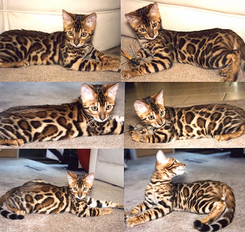 Bengal Cat Bengal Cat