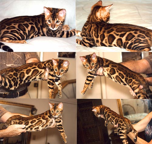 Bengal Cat Bengal Cat