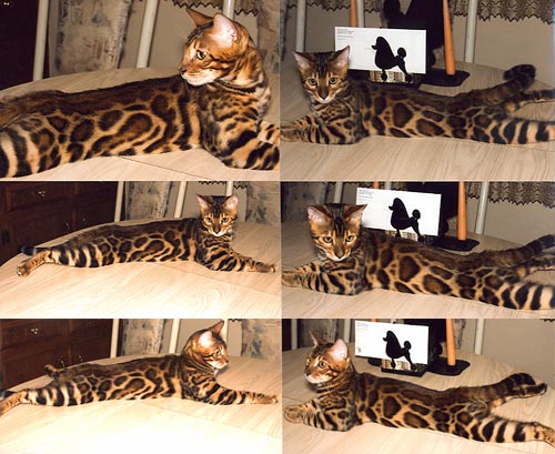 Bengal Cat Bengal Cat