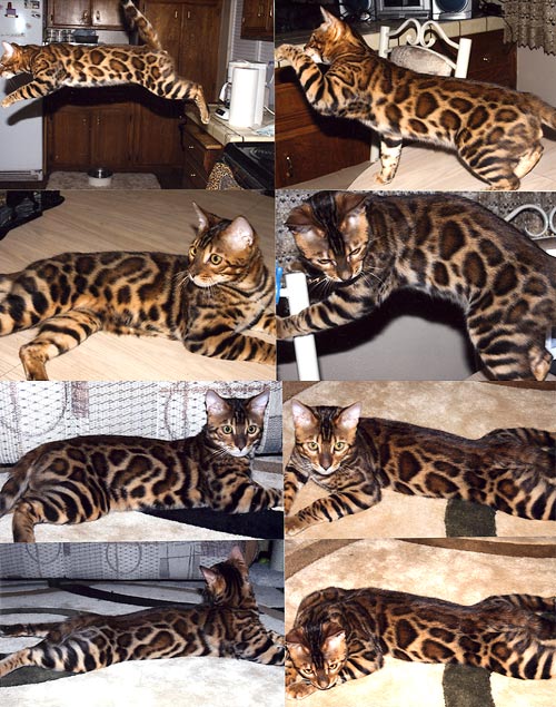 Bengal Cat Bengal Cat