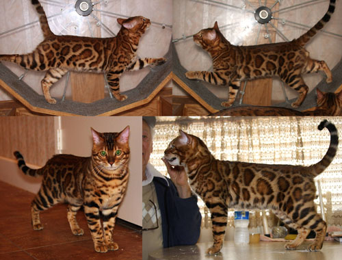 Bengal Cat Bengal Cat