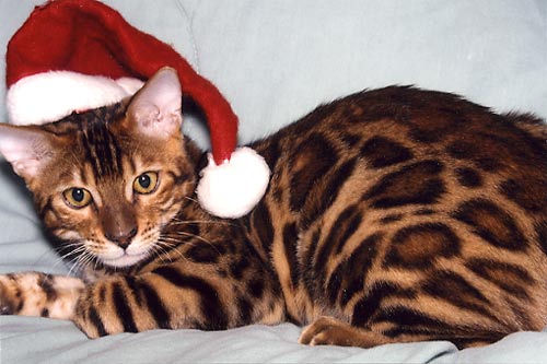 Bengal Cat Bengal Cat