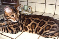 Bengal Cat