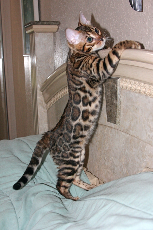 Bengal Cat Diana Bengal Kittens San Diego California