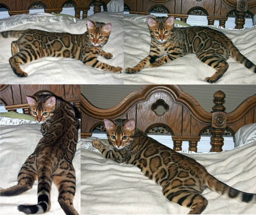 27 Best Pictures Bengal Kittens San Diego - Home of Penesquitas Cattery, San Diego Bengal Cats