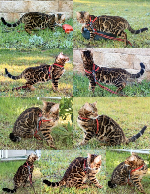 Bengal Cat Purrrcy Bengal Kittens Sale Sacramento California